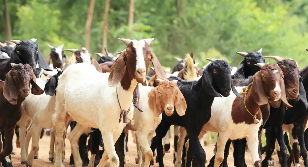 Car memilih hewan qurban