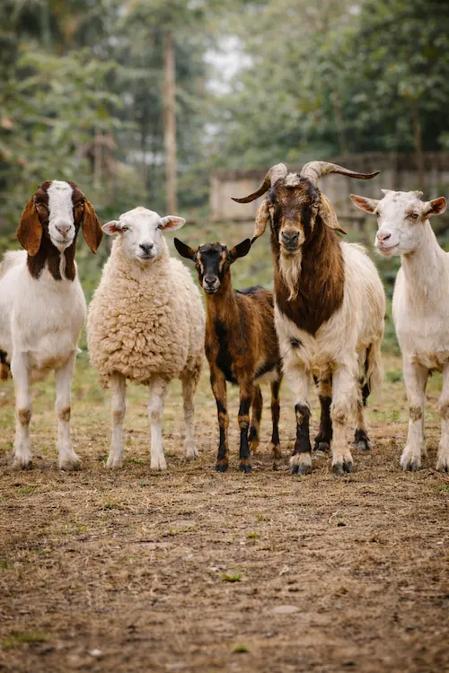 Jual Kambing Hidup Jakarta